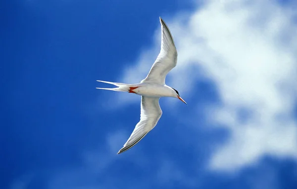 Sterne Arctique sterna paradisaea — Fotografia de Stock