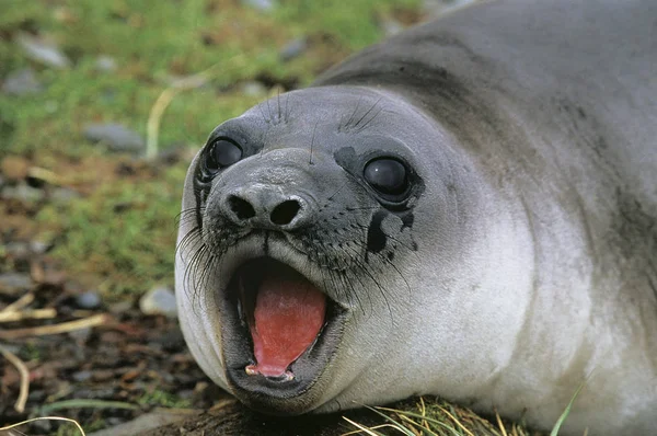 Elefant De Mer Du Sud mirounga leonina — Stockfoto