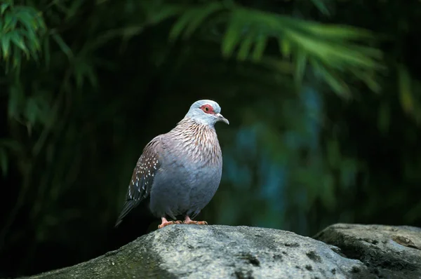 PIGEON RAMERON columba arquatrix — Stock Photo, Image