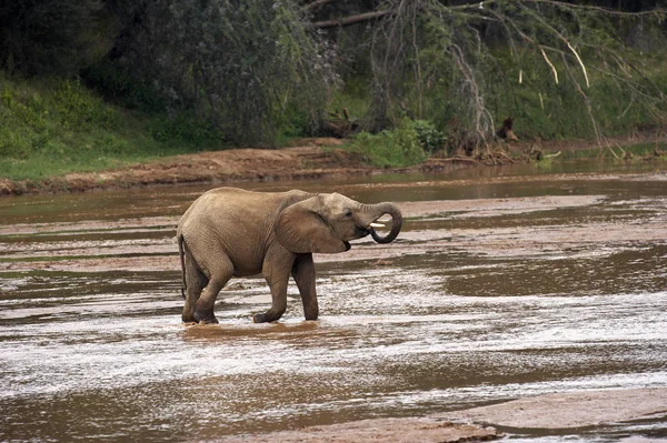 ELEPHANT D 'AFRIQUE loxodonta africana — стоковое фото