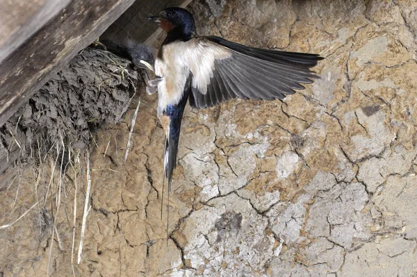 Hirondelle De Cheminee hirundo rustica — Foto de Stock