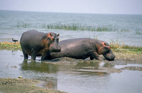 HIPPOPOTAME hipopótamo anfibio —  Fotos de Stock