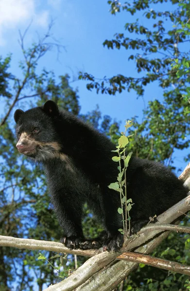 NUESTROS ALMUERZOS tremarctos ornatus — Foto de Stock