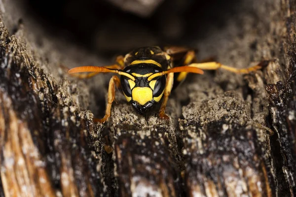 Guepe Commune vespula vulgaris — Stock fotografie