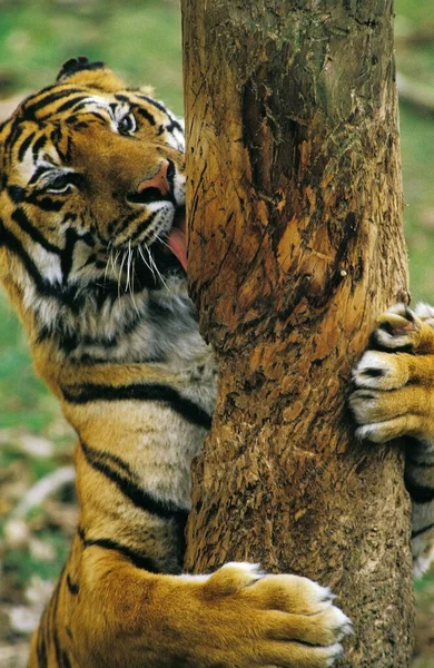 Tigre De Sumatra panthera tigris sumatrae — Stok fotoğraf