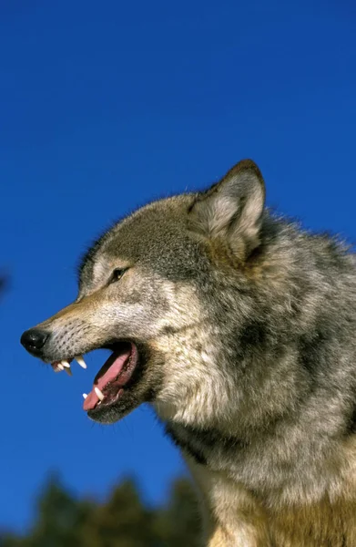 Loup du Canada canis lupus occidentalis — Foto de Stock