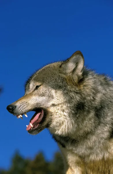 Loup Du Canada canis lupus occidentalis — стокове фото