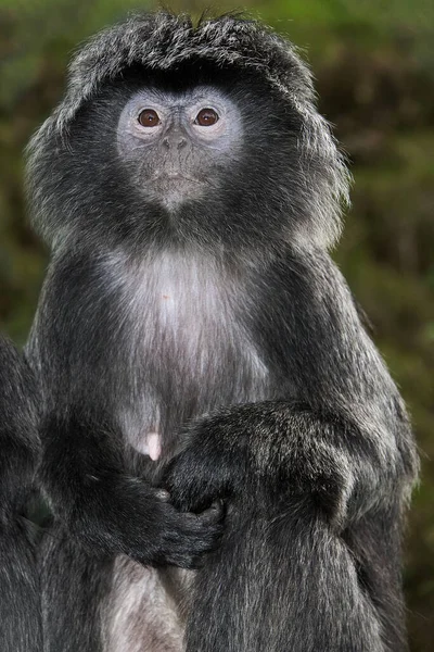 Langur trachypithecus auratus — Stockfoto