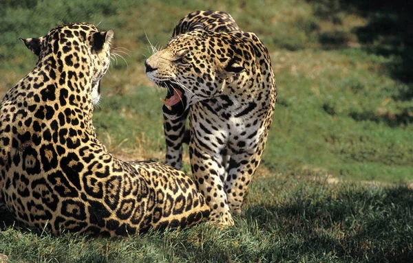 Jaguar panthera onca — Photo