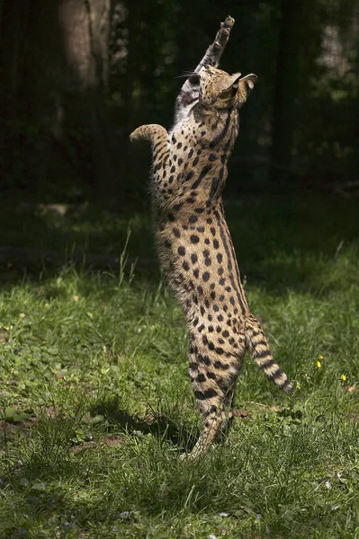 Serval leptailurus serval — 스톡 사진