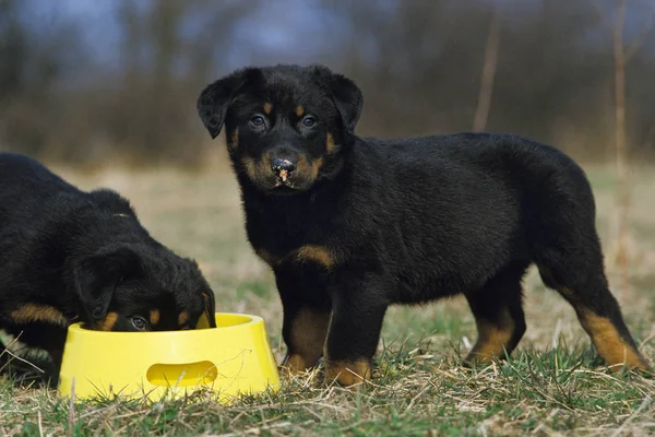 Rottweiler — Stock Fotó