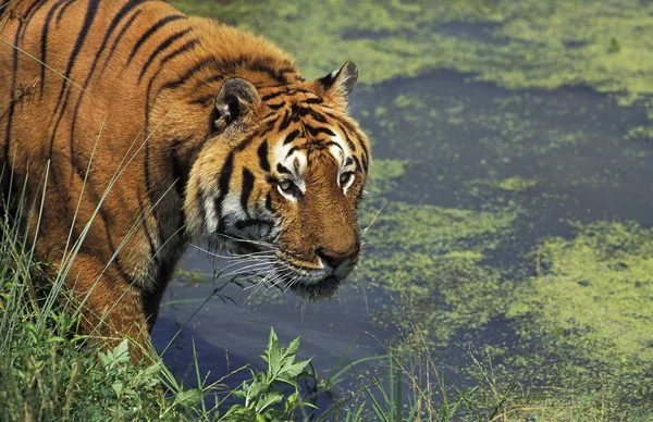 Tigre Du Bengale panthera tigris tigris — Stockfoto