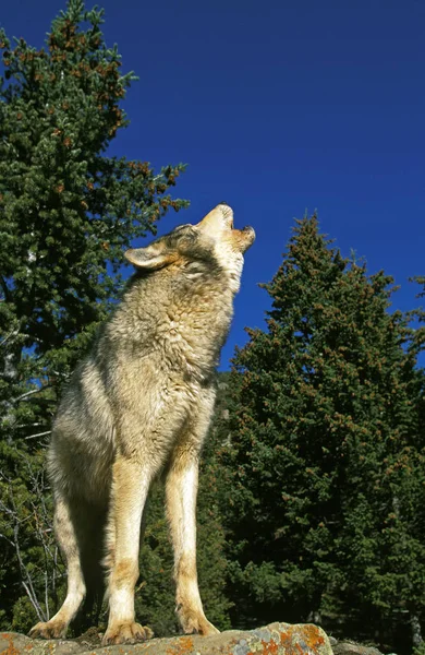 Loup Du Canada canis lupus occidentalis — Stockfoto