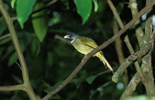 BULBUL A SEMI COLLIER spizixos semitorques — Stock Photo, Image