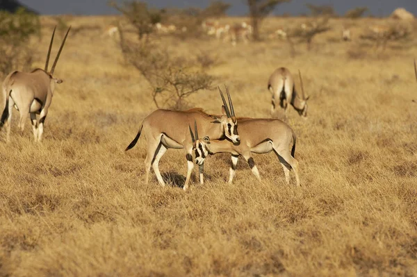 Oryx Beisa oryx beisa — Fotografia de Stock