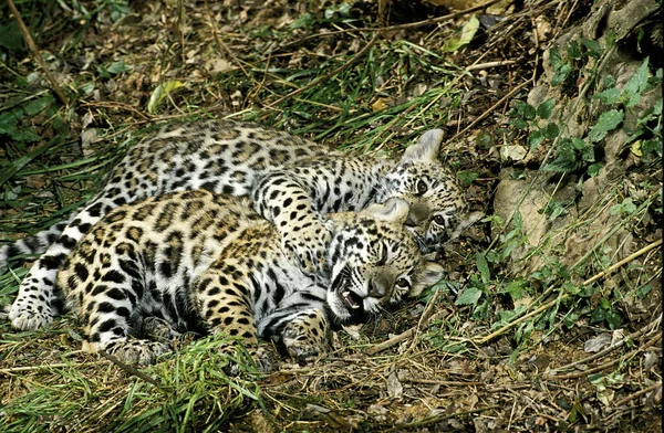 Onça-pintada panthera onca — Fotografia de Stock