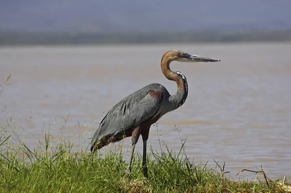 HERON GOLIATH ardea goliath — Stock Photo, Image