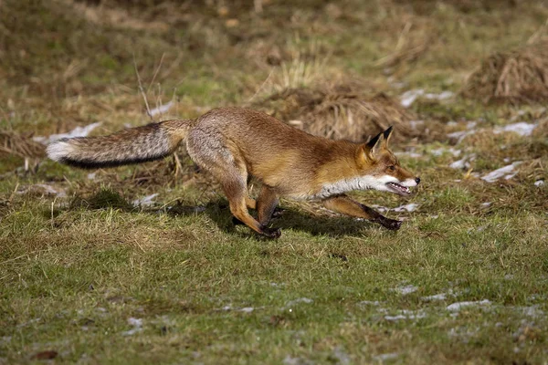 Renard Roux vulpes vulpes — Photo