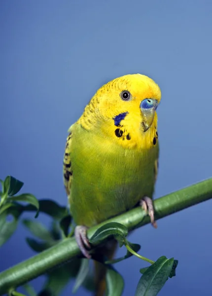 Perruche Ondulee melopsittacus undulatus — Stok fotoğraf