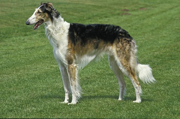 Barzoi — Stockfoto