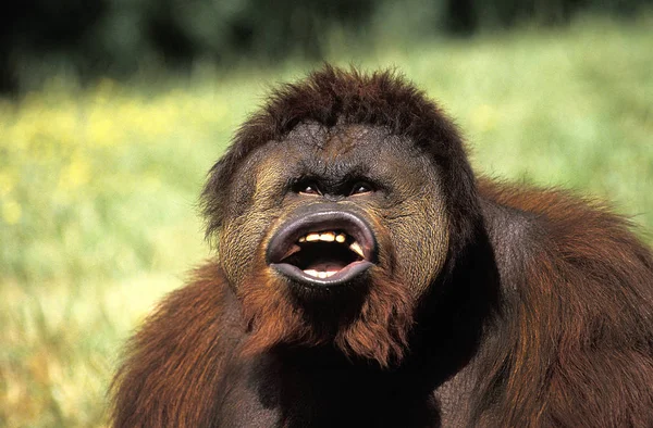 Orang Outan pongo pygmaeus — Fotografia de Stock