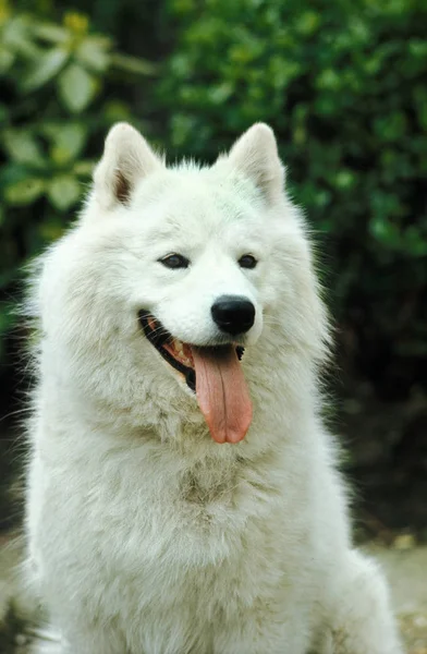 Samoyede —  Fotos de Stock