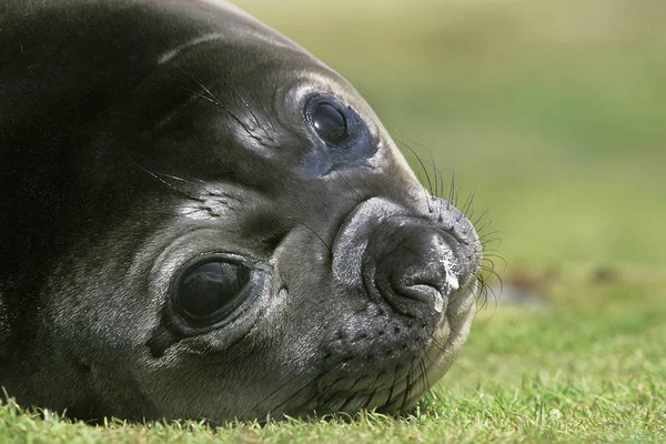 Elefante De Mer du Sud mirounga leonina — Foto de Stock