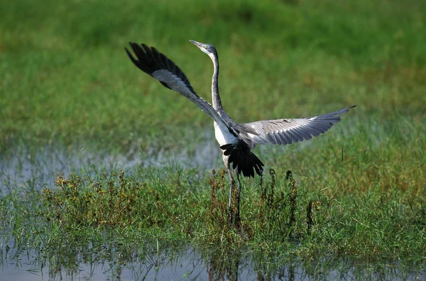 Heron Melanocephale ardea melanocephala — стокове фото