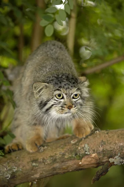 Manul otocolobus manul — Fotografia de Stock