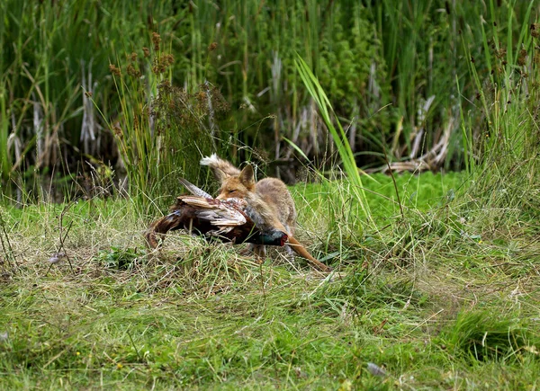 Renard Roux vulpes vulpes — Stok fotoğraf