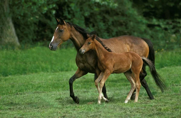 Pur Sang Anglais — Stockfoto