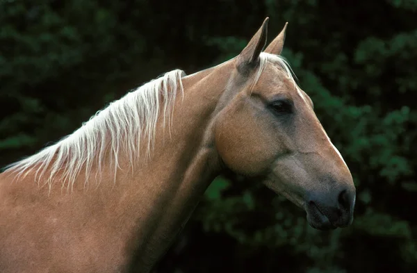 Caballo de cuarto — Foto de Stock