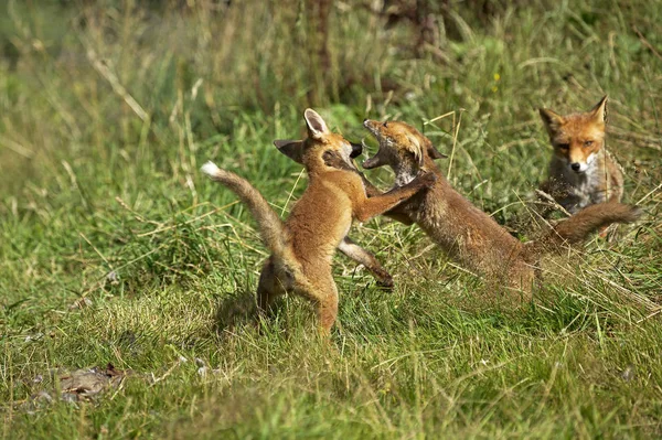 Renard Roux vulpes vulpes — Fotografia de Stock