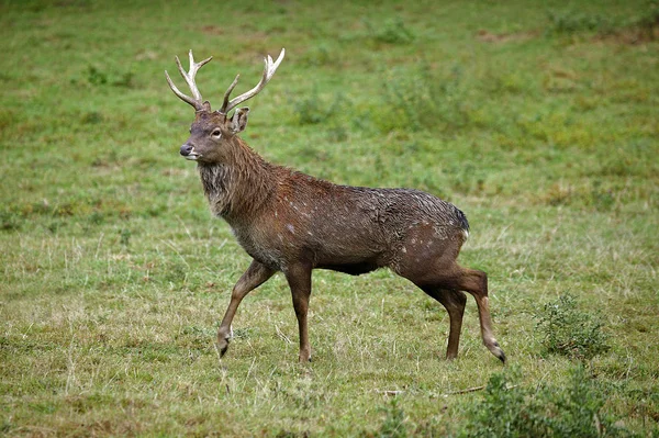 CERF SIKA  cervus nippon — Stock Photo, Image