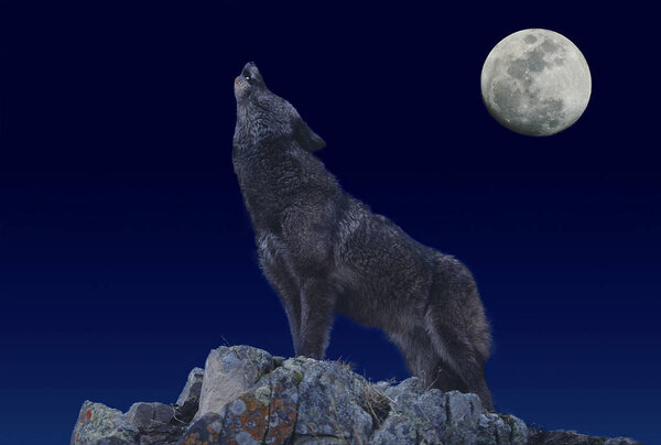 LOUP D'EUROPE canis lupus
