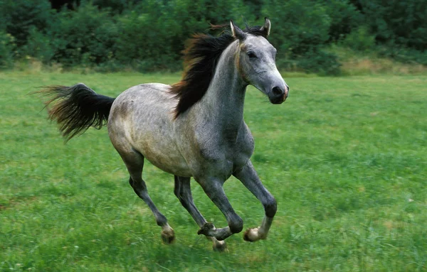 Shagya — Stok fotoğraf