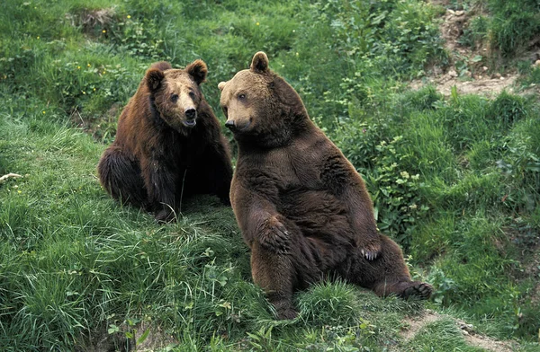 O nosso BRUN ursus arctos — Fotografia de Stock