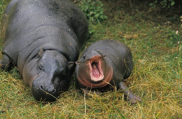 Hippopotame Nain choeropsis liberiensis — Fotografia de Stock