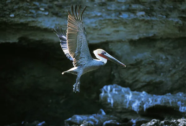 Pelican Brun pelecanus occidentalis — Foto de Stock