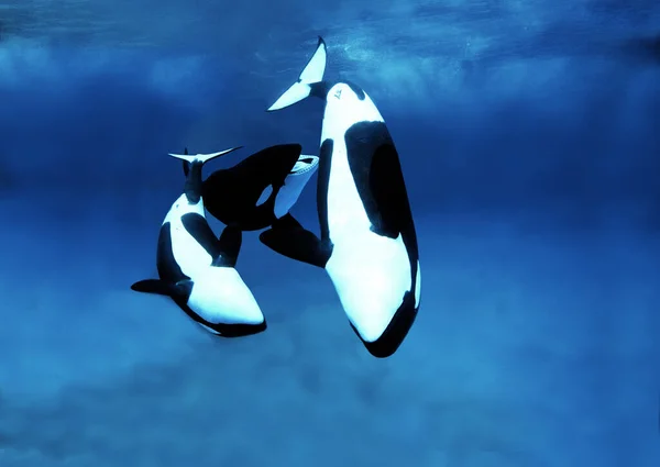 Orque Epaulard orcinus orca — Stock Fotó