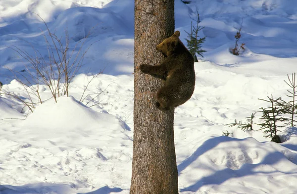 Наш Brun ursus arctos — стокове фото