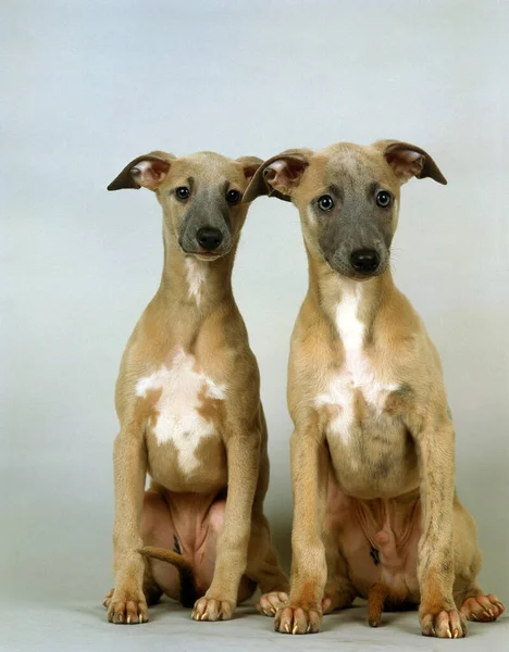 Levrier Whippet — Fotografia de Stock