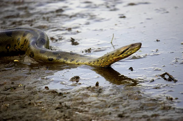 Anaconda VERT eunectes murinus — 스톡 사진