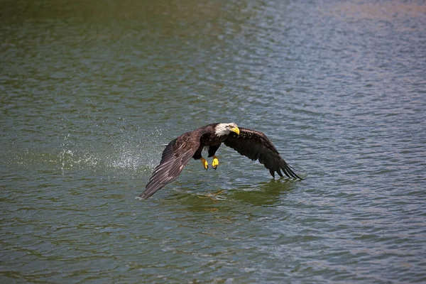 PYGARGUE A TETE BLANCHE halaeetus leucocephalus — Fotografia de Stock