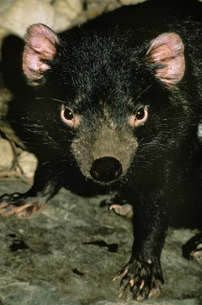 Diable De Tasmanie sarcófilo harrisi — Fotografia de Stock