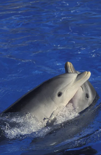 Grote Dauphin tursiops truncatus — Stockfoto