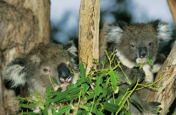 仙人掌(Koala phascolarctos cinereus) — 图库照片