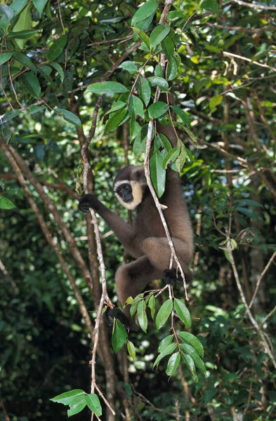 Gibbon De Muller hylobates muellerii — стокове фото