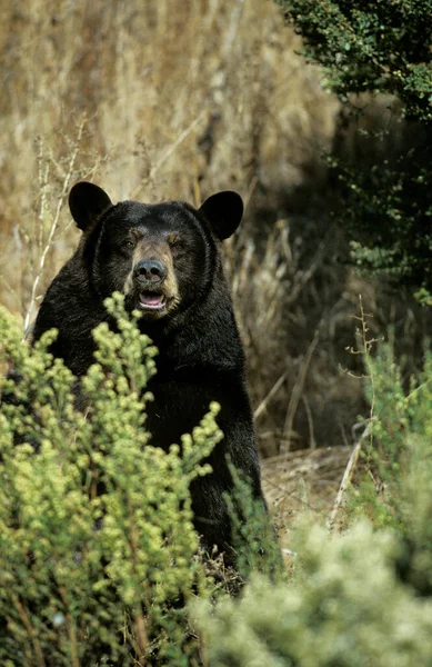 OURS BARIBAL ursus americanus — Stock Photo, Image