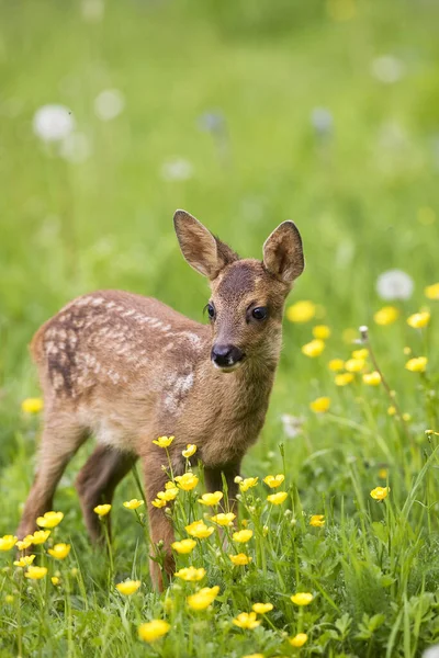 Chevreuil capreolus capreolus — 스톡 사진